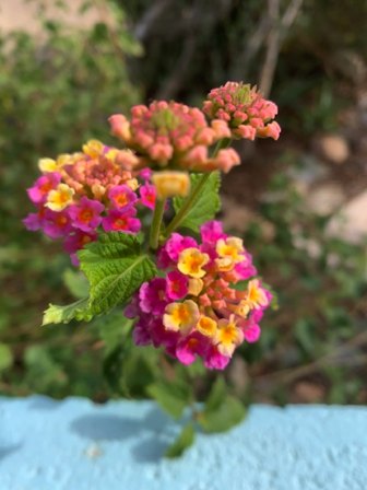 Nov 25 - Lantana.